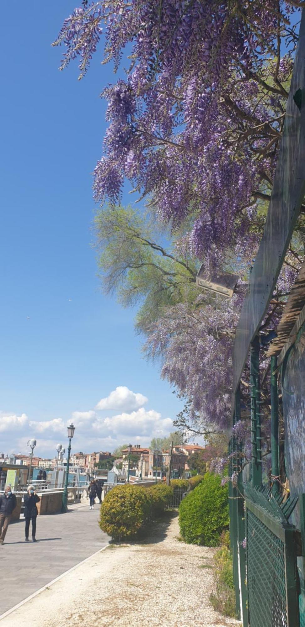 Biennale Flat In Giardini * Venedig